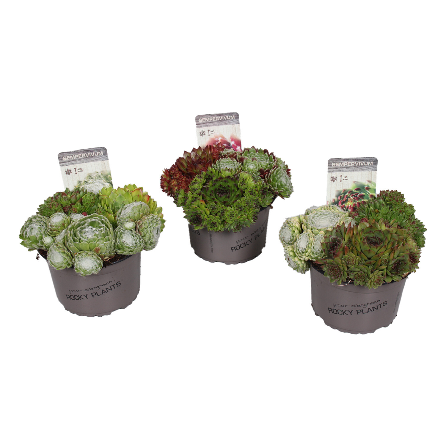 Sempervivum Succulents Trio Plant Image