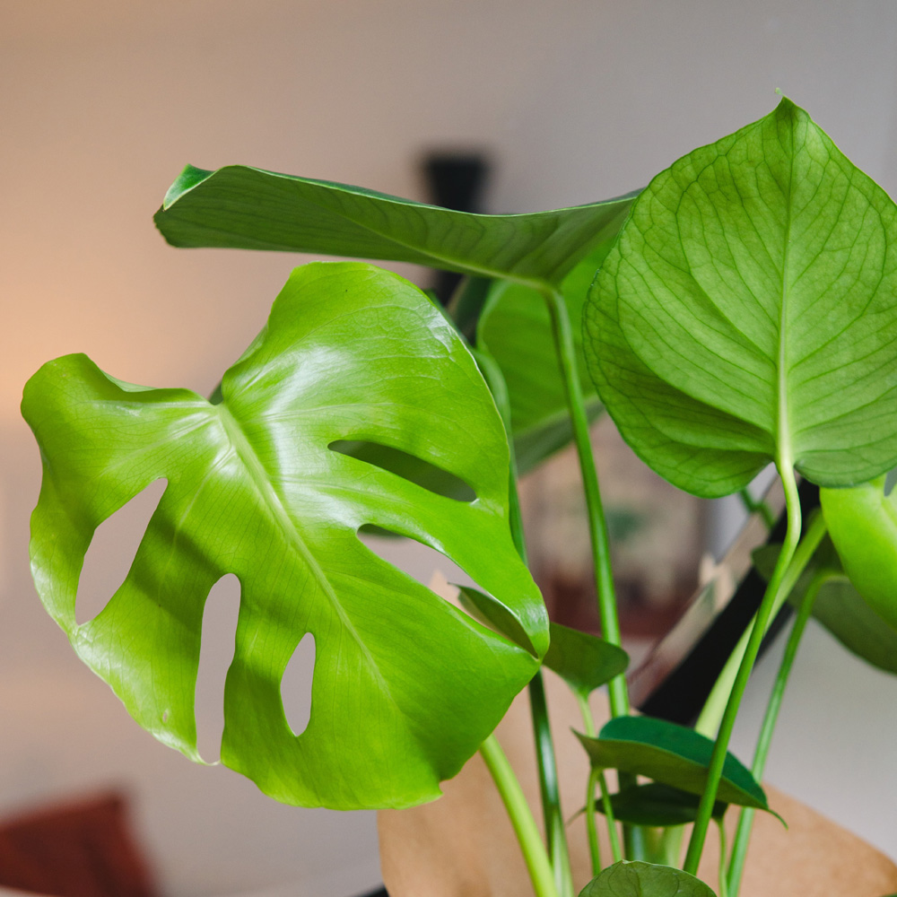 Monstera Houseplant Image 3