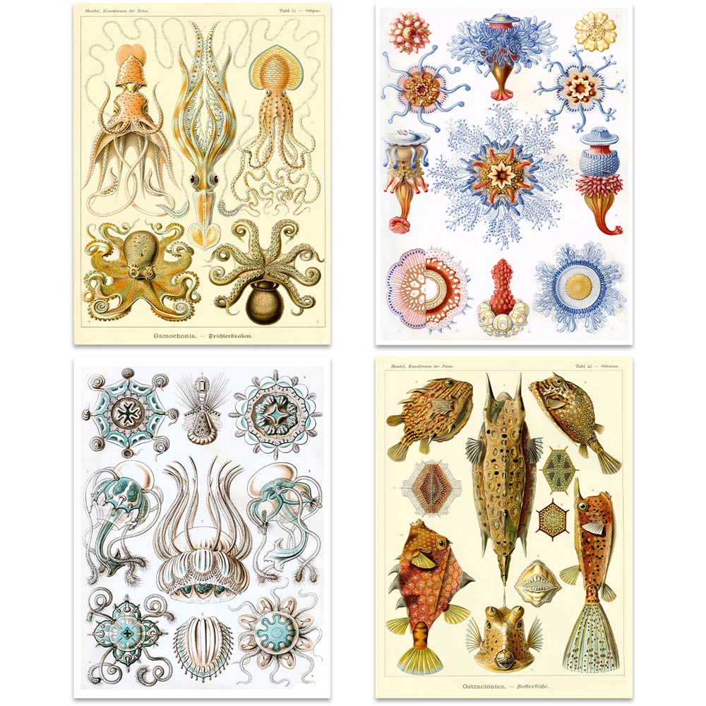 Artery8 Vintage Ernst Haeckel Sea Life Wall Art Print 30 x 41cm 8 Pack Image 2