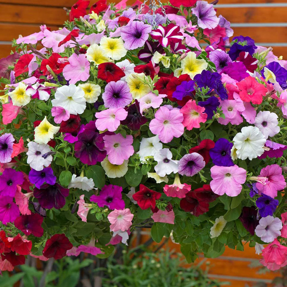 Thompson and Morgan Petunia Easy Wave Ultimate Mixed Garden Ready Plant 15 Pack Image 5