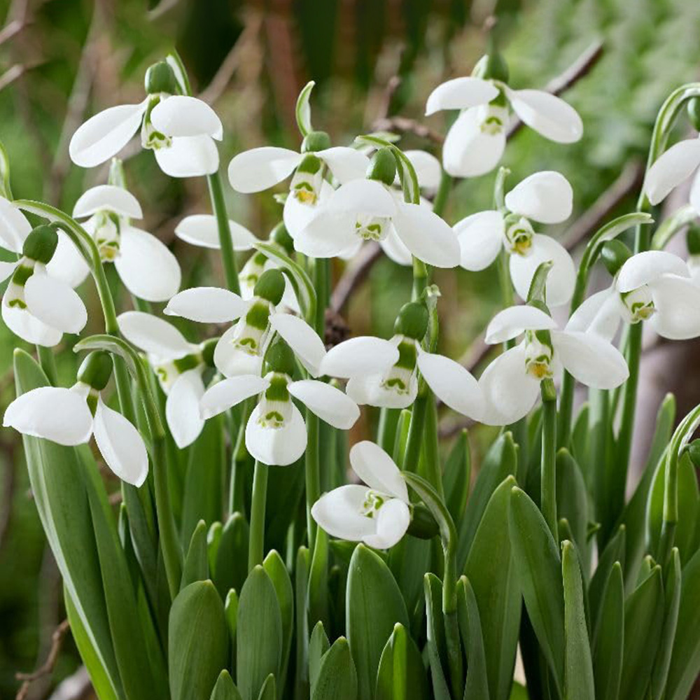 Thompson and Morgan Galanthus Elwesii Polar Bear Bulbs 10 Pack Image 1