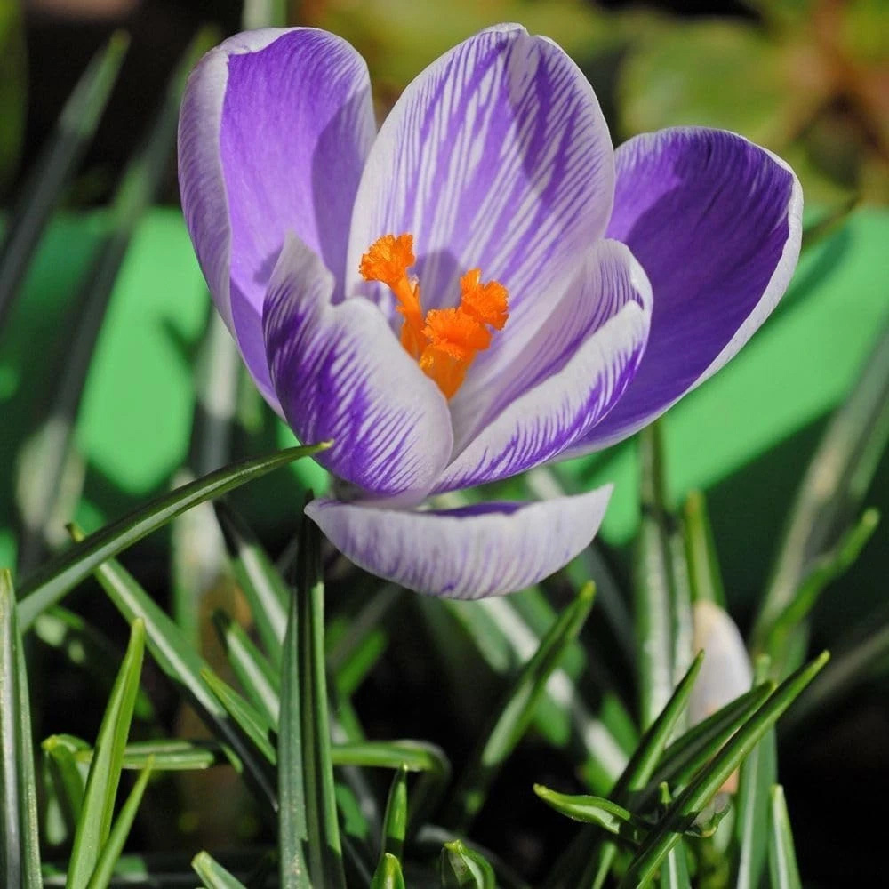 Thompson and Morgan Crocus Vernus Pickwick Planting Bulb 20 Pack Image 4