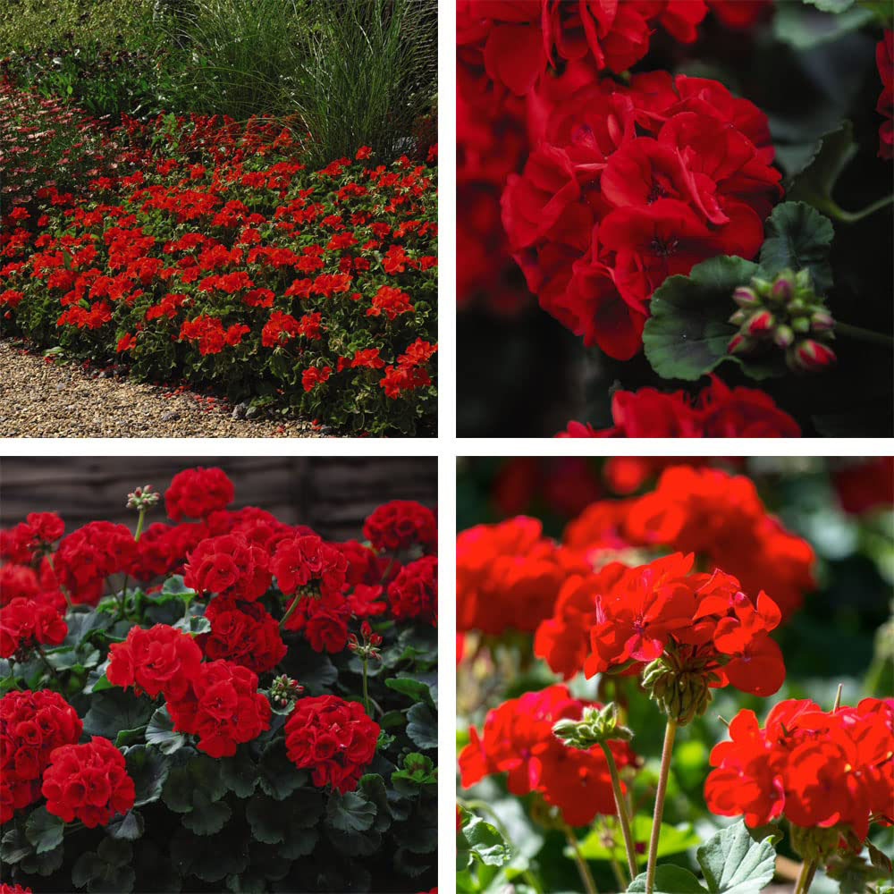 Thompson and Morgan Geranium Best Red Garden Ready Plant 15 Pack Image 6