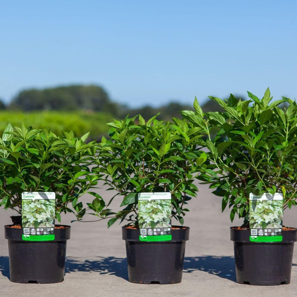 Thompson and Morgan Hydrangea Paniculata Confetti Plant Pot 12L Image