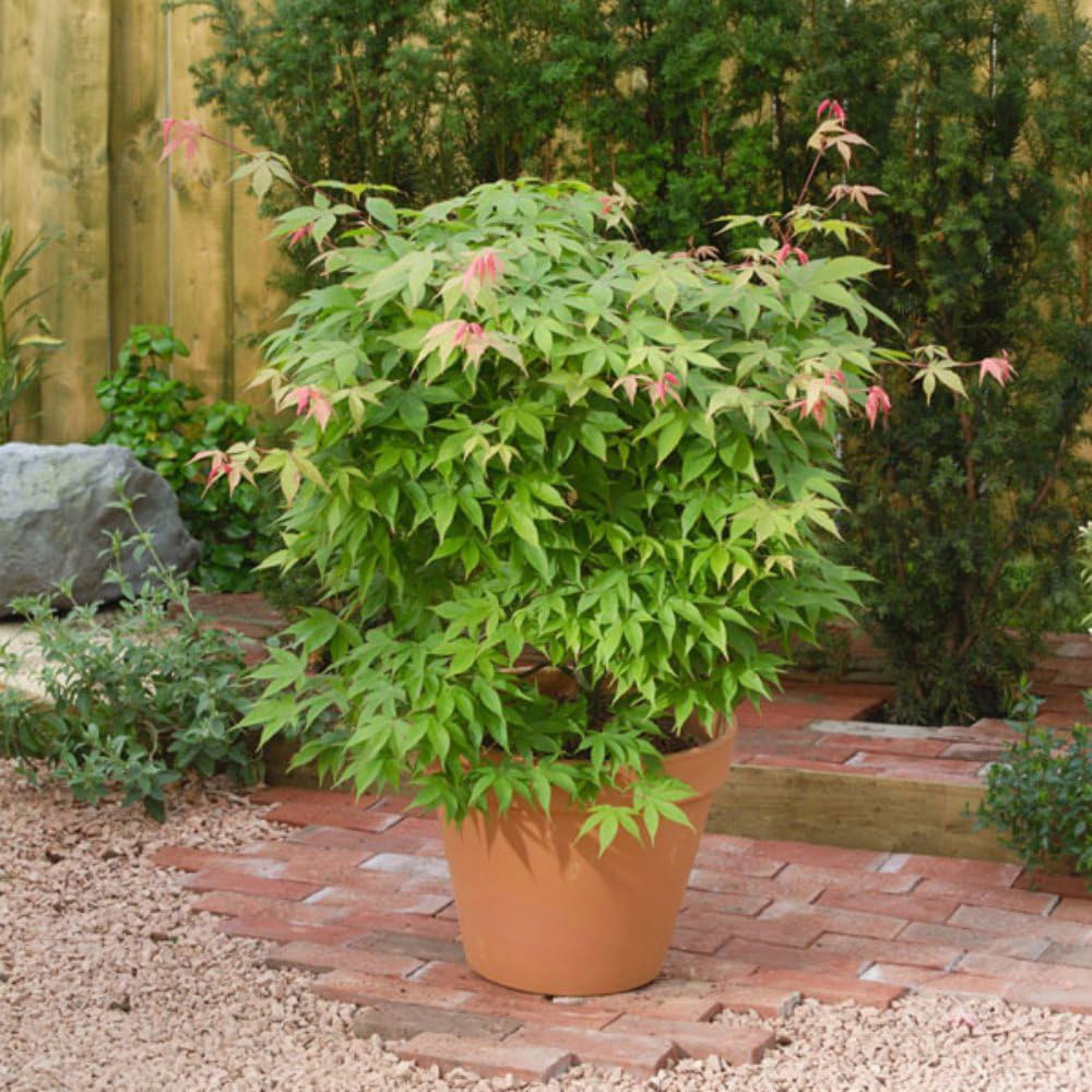 Thompson and Morgan Acer Palmatum Osakazuki Seedling Plant Pot 7cm 2 Pack Image 1