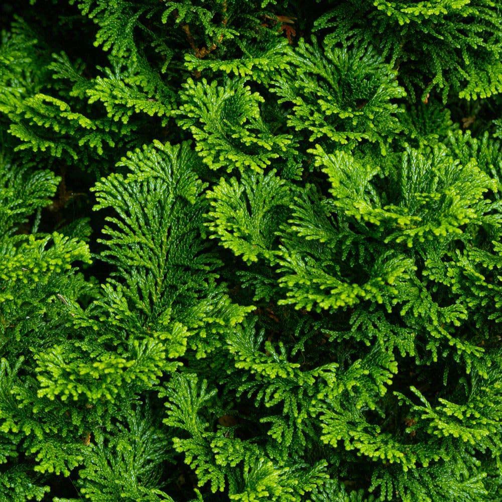 Thompson and Morgan Chamaecyparis Obtusa Nana Gracilis Plant Pot 7.5L Image 1