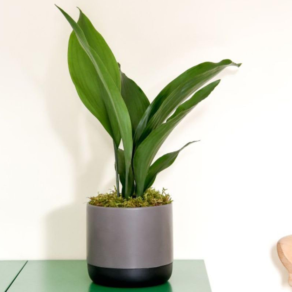 Thompson and Morgan Aspidistra Cast Iron Plant Elatior Potted Plant 12cm 2 Pack Image 1
