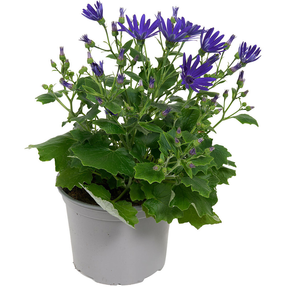 Senetti Plant Image 3