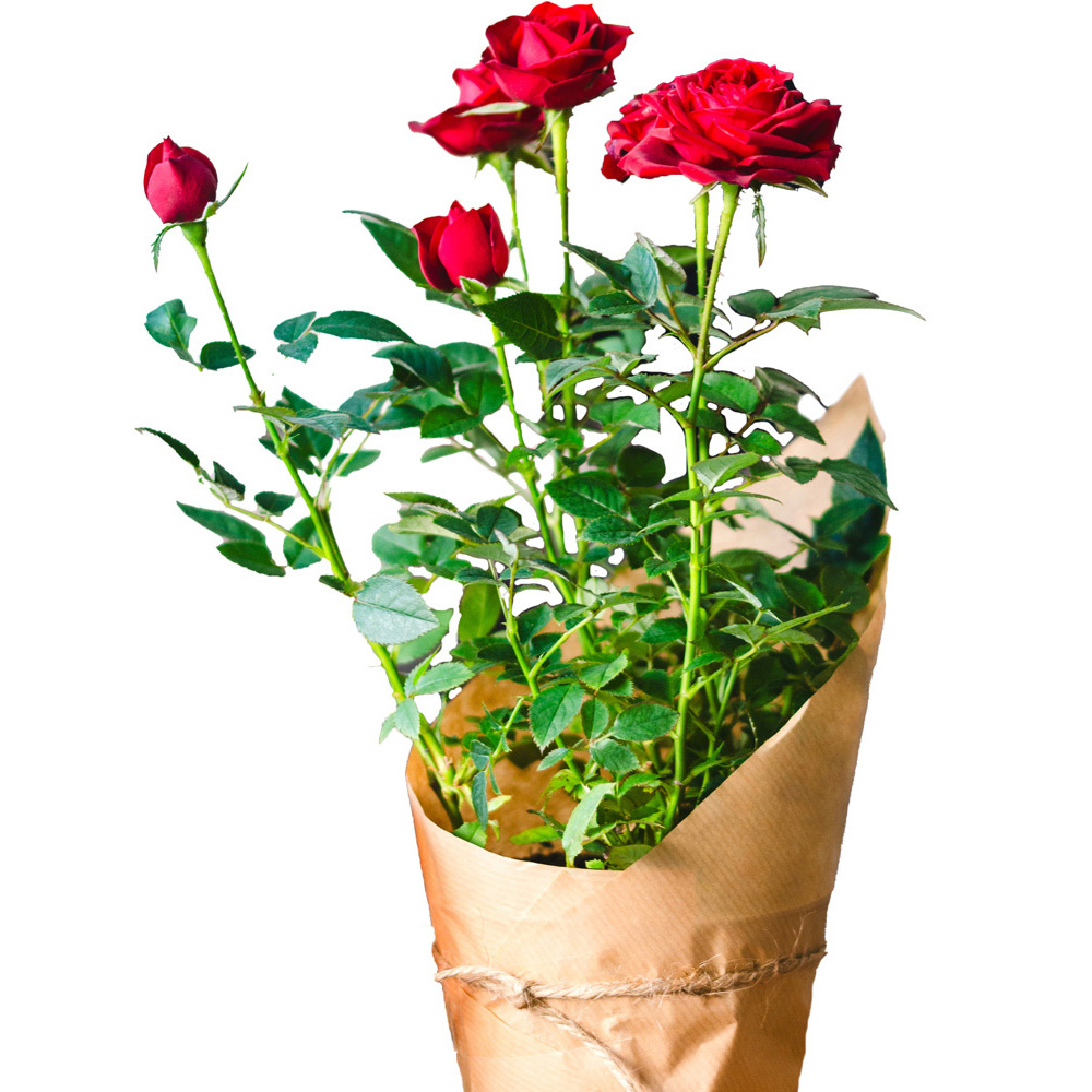 Mini Red Rose Plant Image 2