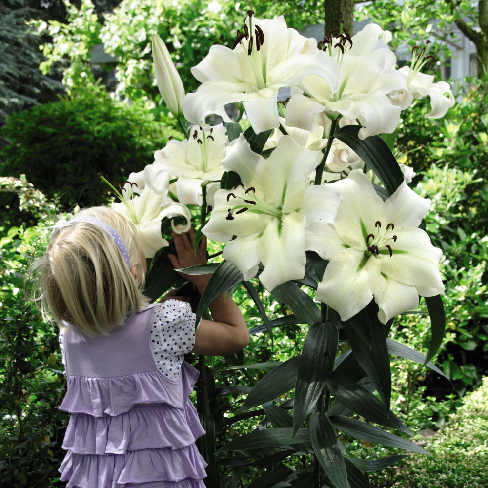 Thompson and Morgan Lily Pretty Woman Planting Bulb 5 Pack with Planting Bulb Basket Image 3