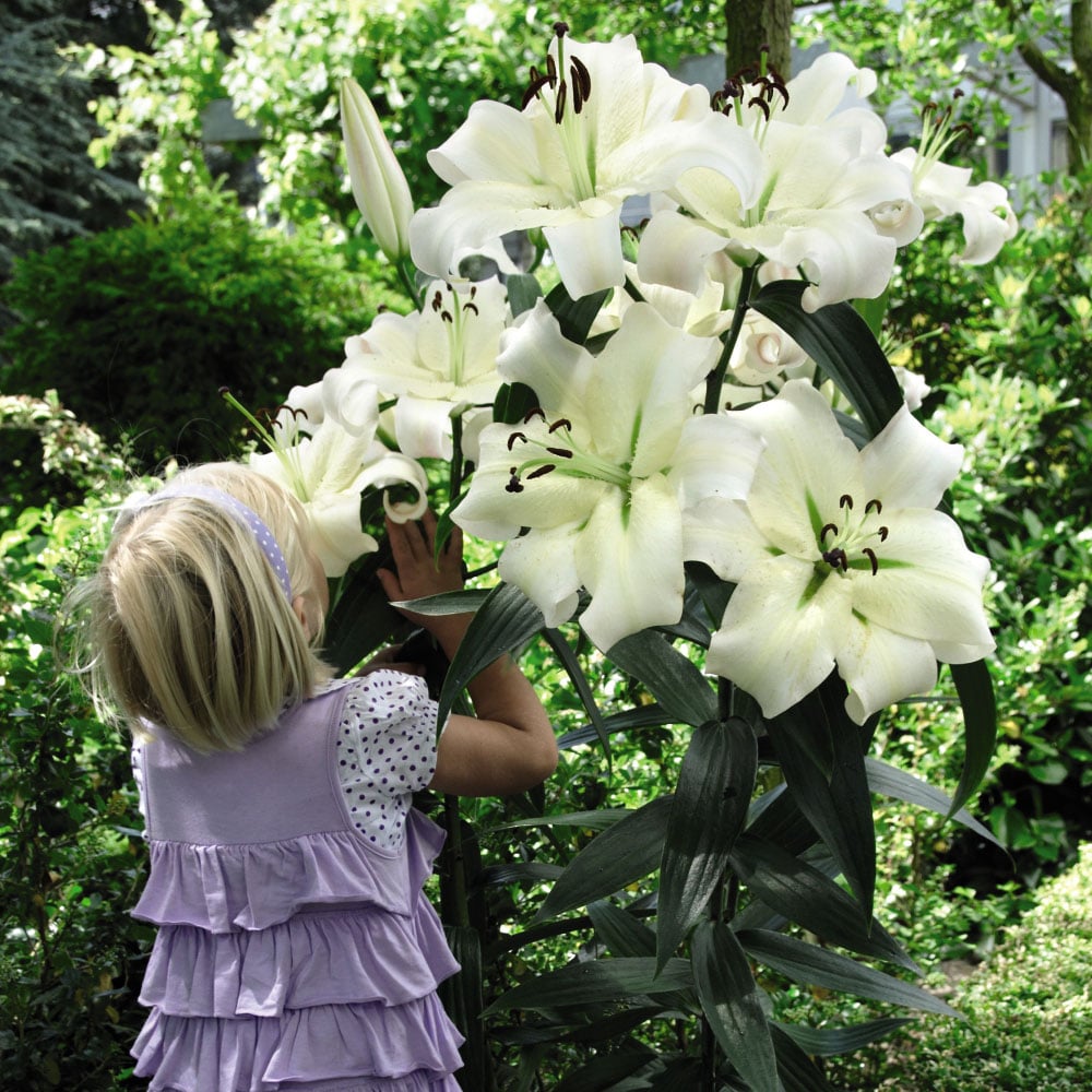 Thompson and Morgan Lily Pretty Woman Planting Bulb 20 Pack Image 3