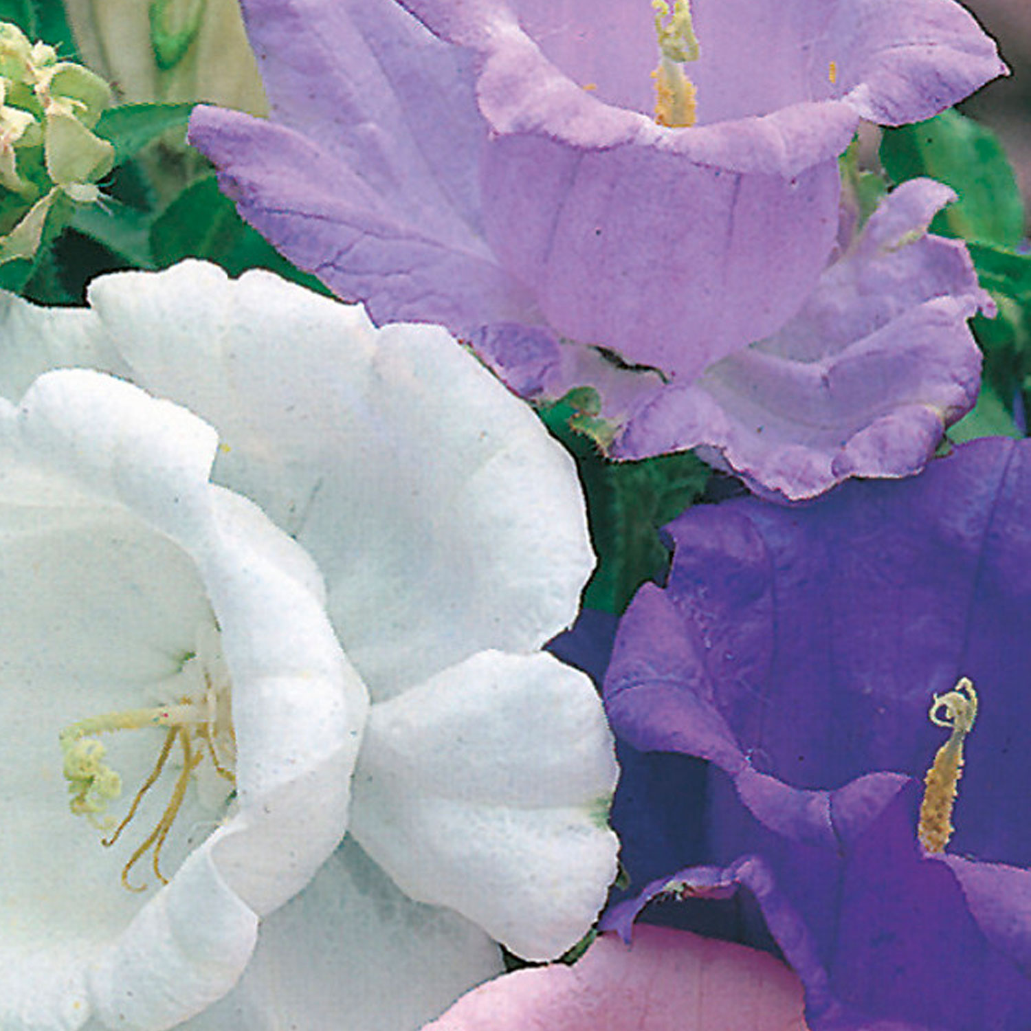 Johnsons Canterbury Bells Cup and Saucer Mixed Flower Seeds Image 1