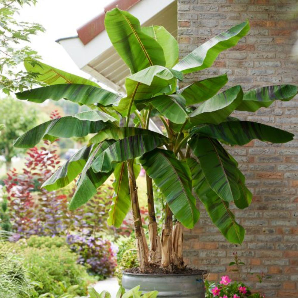 Thompson & Morgan Red Musa Hardy Banana Ever Plant Pot 9cm 2 Pack Image 4