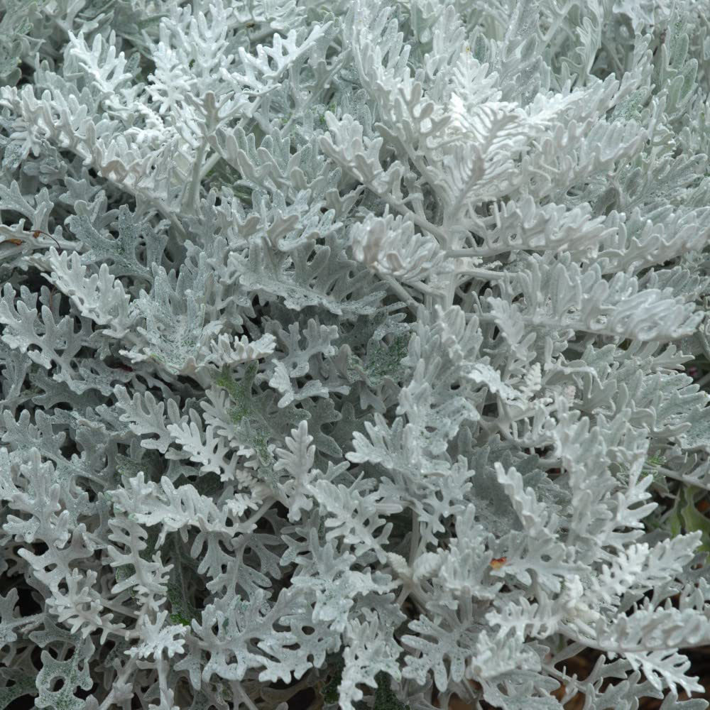 Thompson and Morgan Cineraria Silver Dust Garden Ready Plant 15 Pack Image 1