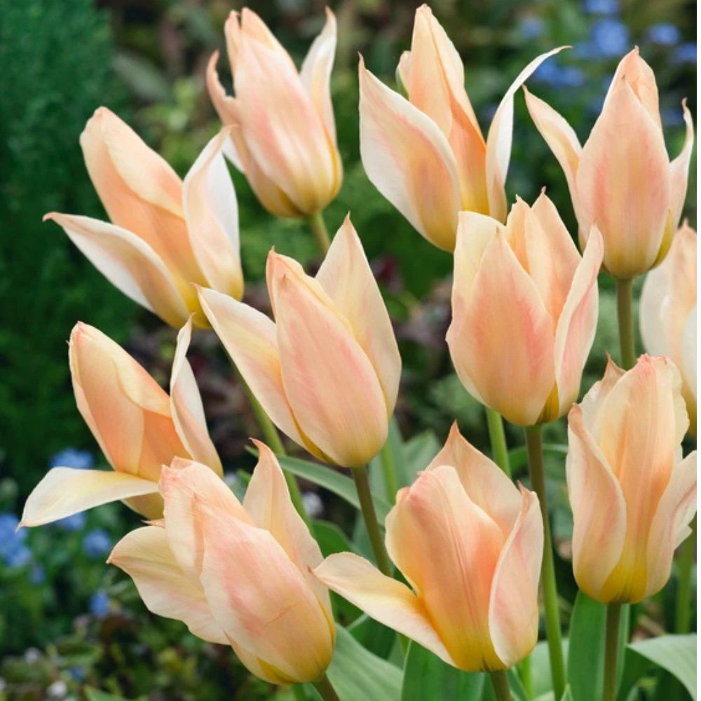 Thompson and Morgan Tulip Fur Elise Planting Bulb 16 Pack Image 1
