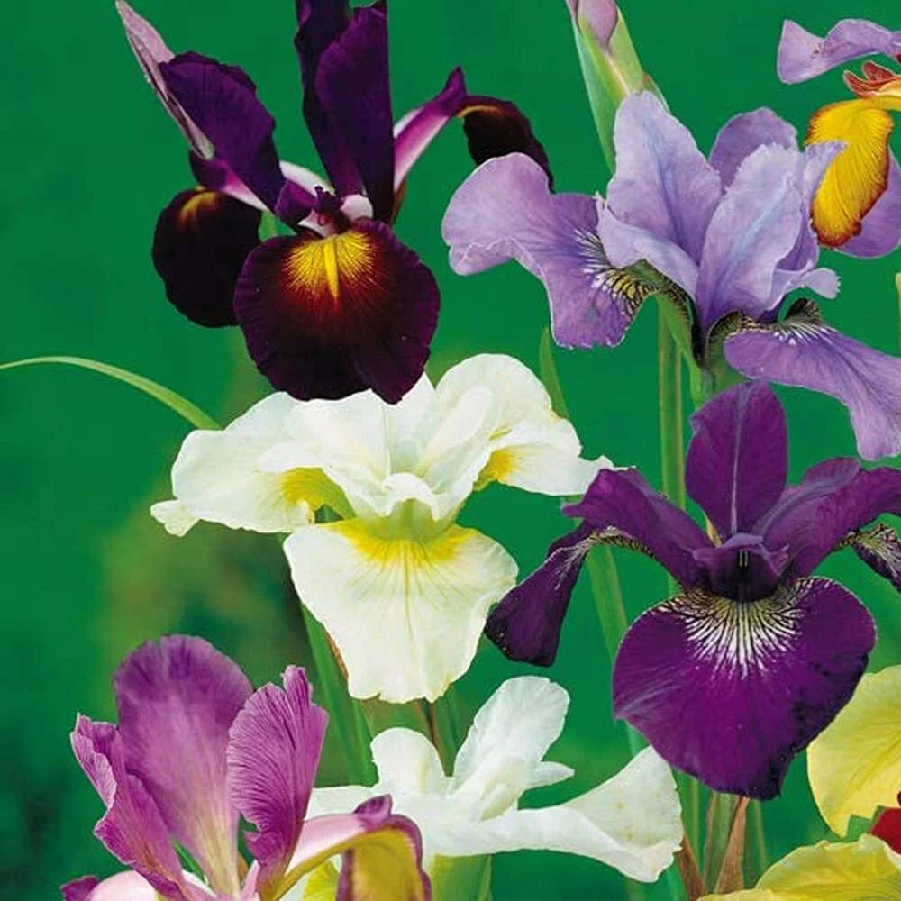 Thompson and Morgan Iris Metallic Mixture Autumn Planting Bulb 40 Pack Image 4