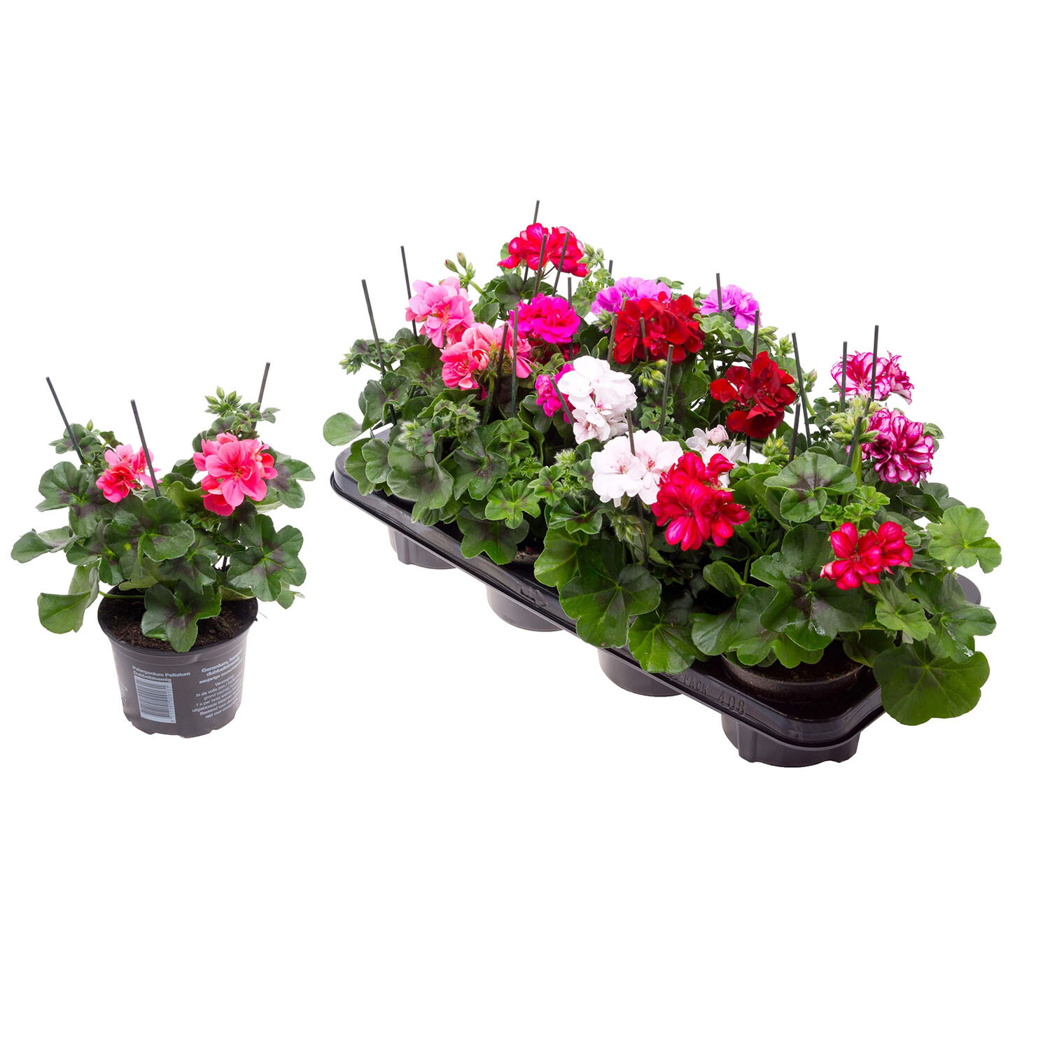 Geranium Trailing Bedding Image