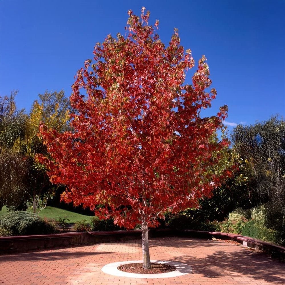 Inspirational Gifting Liquidamber Bare Root Sapling 30-60cm 10 Pack Image 2