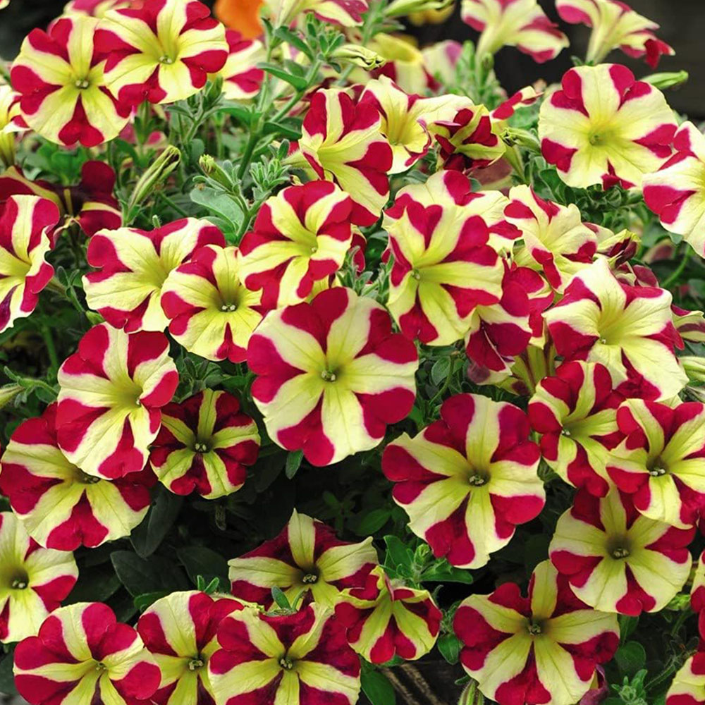 Thompson and Morgan Nurserymans Choice Petunia Postiplugs 5 Pack with Seeds 5 Pack Image 5