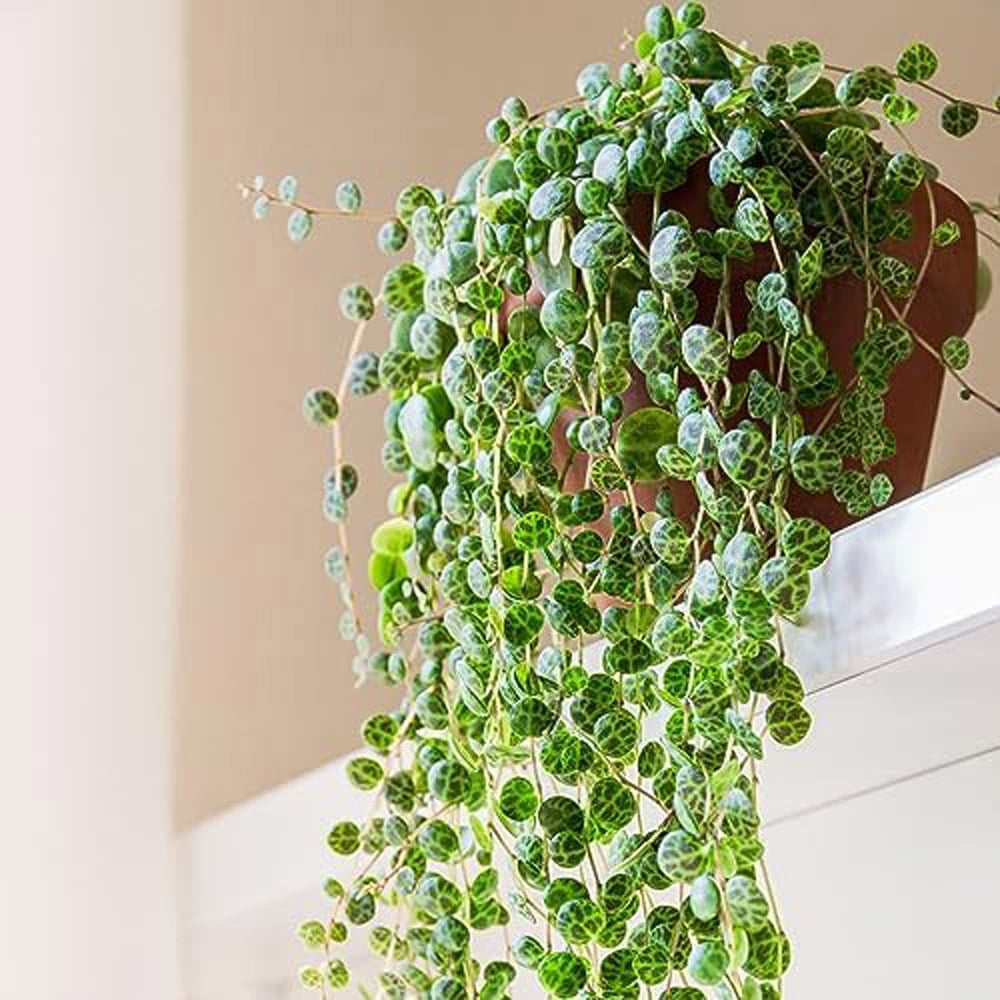Thompson and Morgan Peperomia Prostrata Tender Perennial Trailing Potted Houseplant 6cm Image 3
