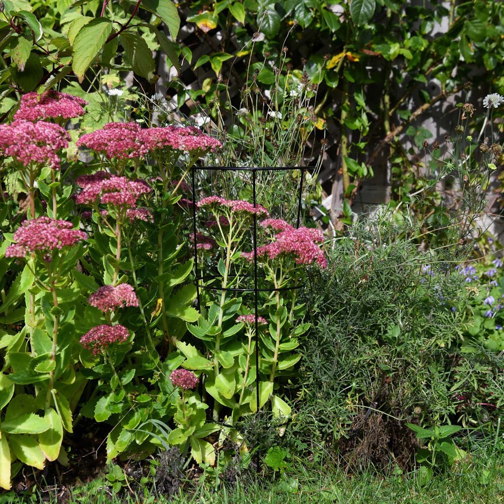 Garden Gear Medium Conical Plant Support 50cm Image 2