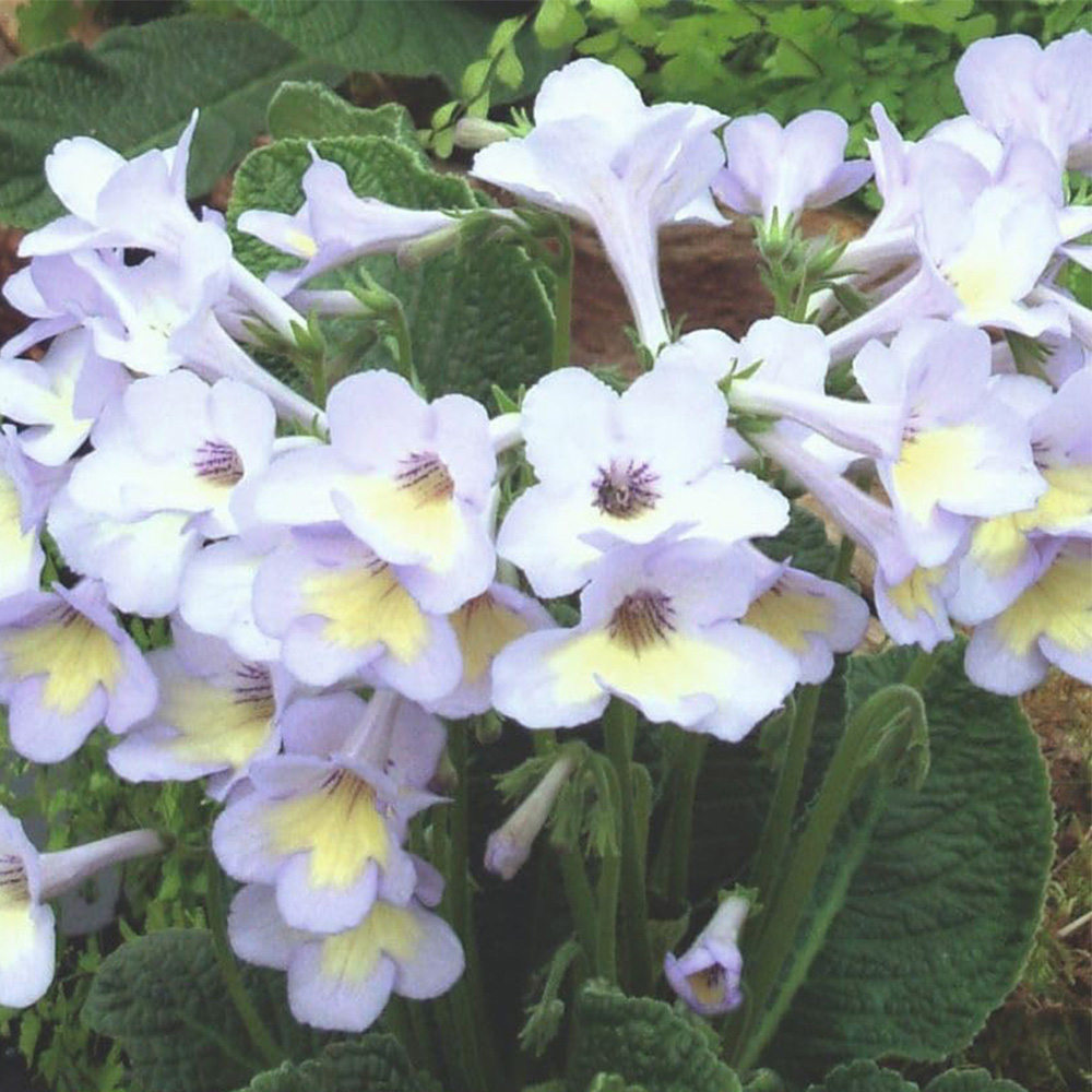 Thompson and Morgan Streptocarpus Charlotte Jumbo Plug 3 Pack Image 1