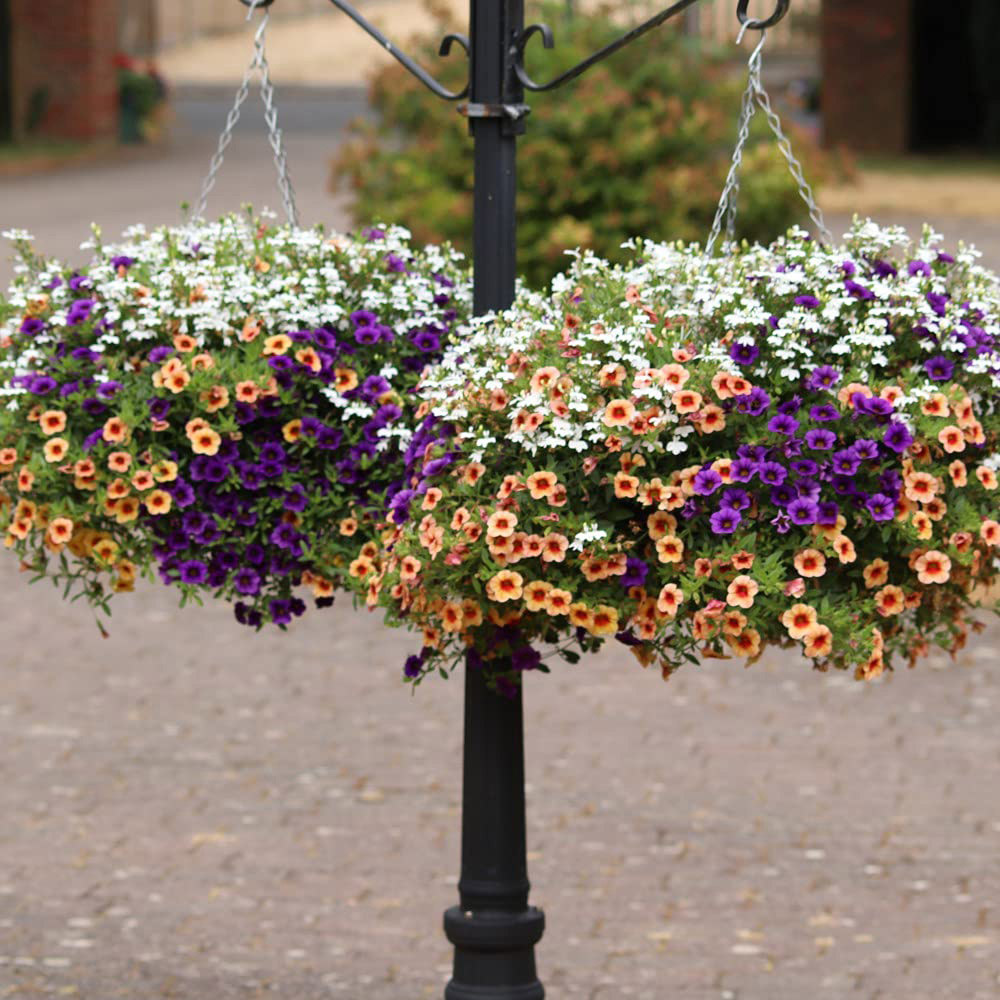 Thompson and Morgan Fruit Salad Preplanted Hanging Basket 25cm Image 4