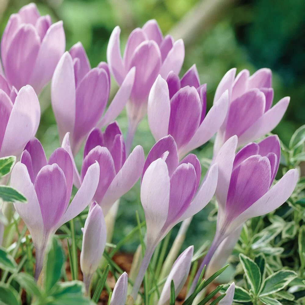 Thompson and Morgan Crocus Bicolour Mix Planting Bulb 20 Pack Image 2