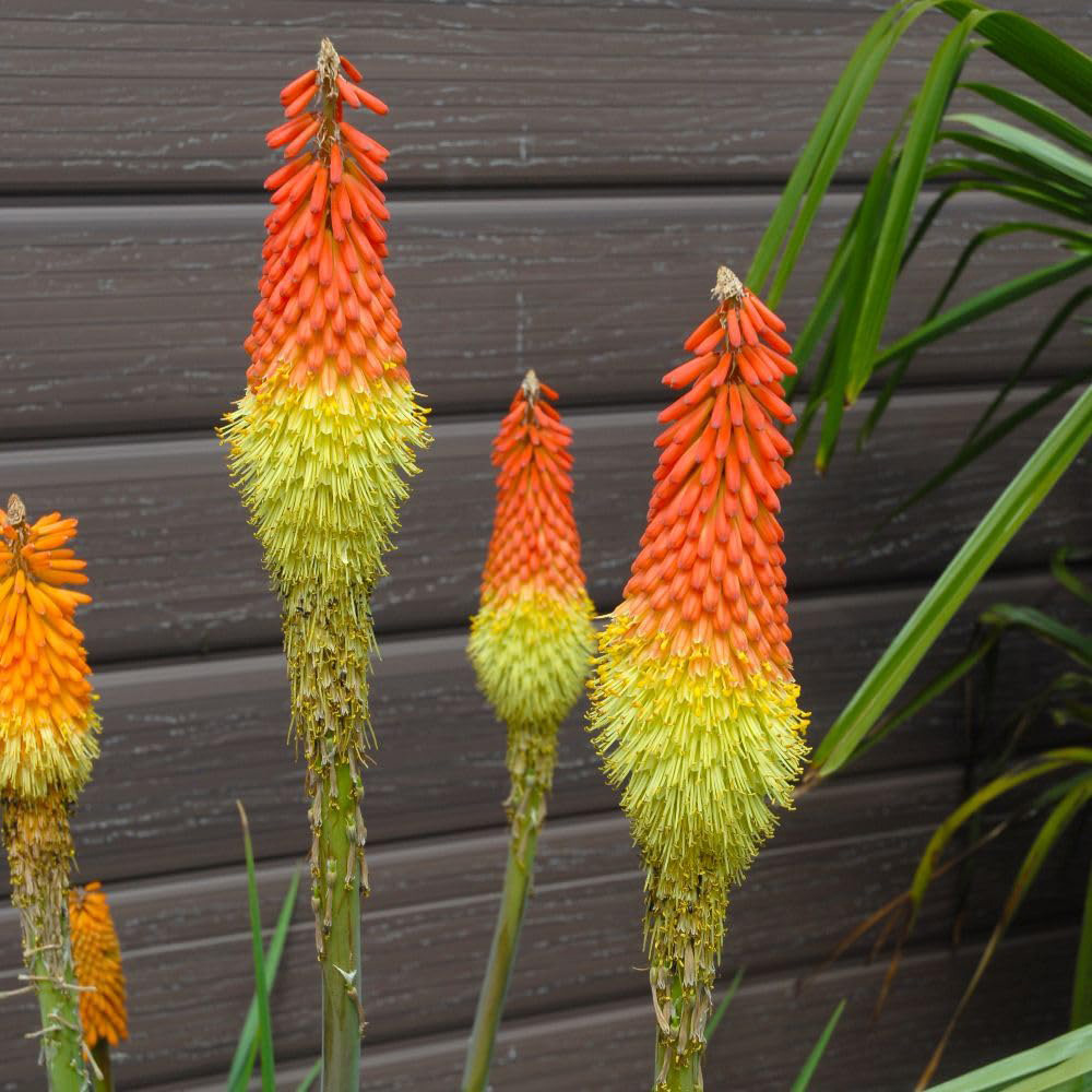 Thompson & Morgan Kniphofia Uvaria Plant Pot 1L Image 1