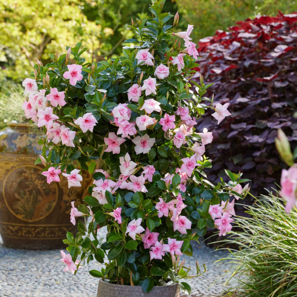 Thompson and Morgan Mandevilla Sundaville Double Blush Pink Plant Pot 12cm Image 7