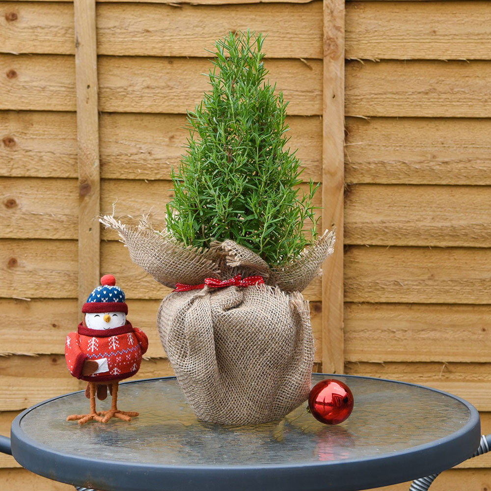 Thompson and Morgan Christmas Gift Rosemary Officinalis Real Christmas Tree Pot 15cm Image 4