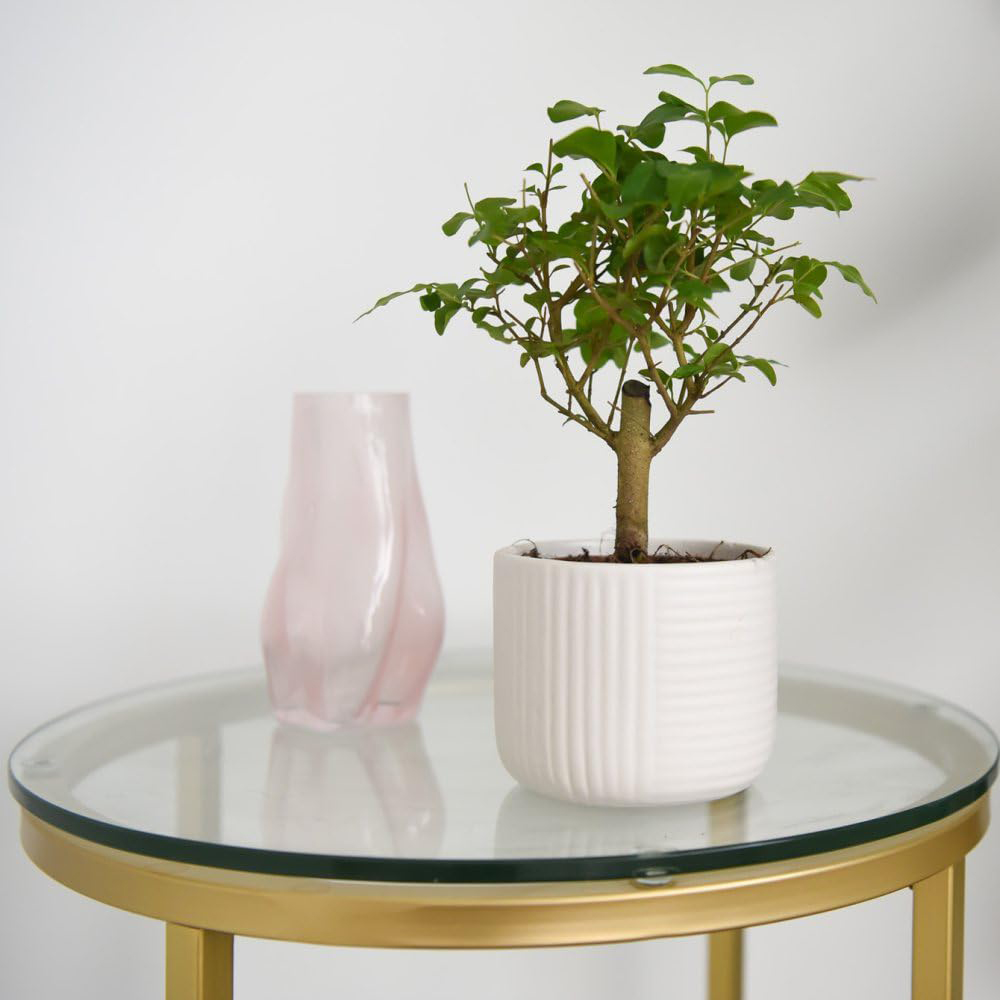 Thompson and Morgan Bonsai Mix in Round Ceramic Potted Plant 11cm 3 Pack Image 3