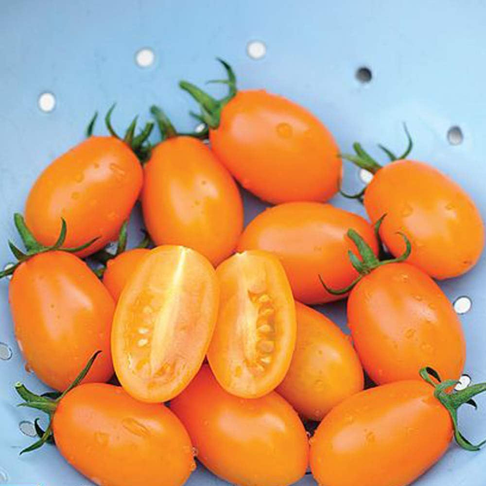 Thompson & Morgan Tomato Orange Beauty F1 4 Seeds Packet Image 1