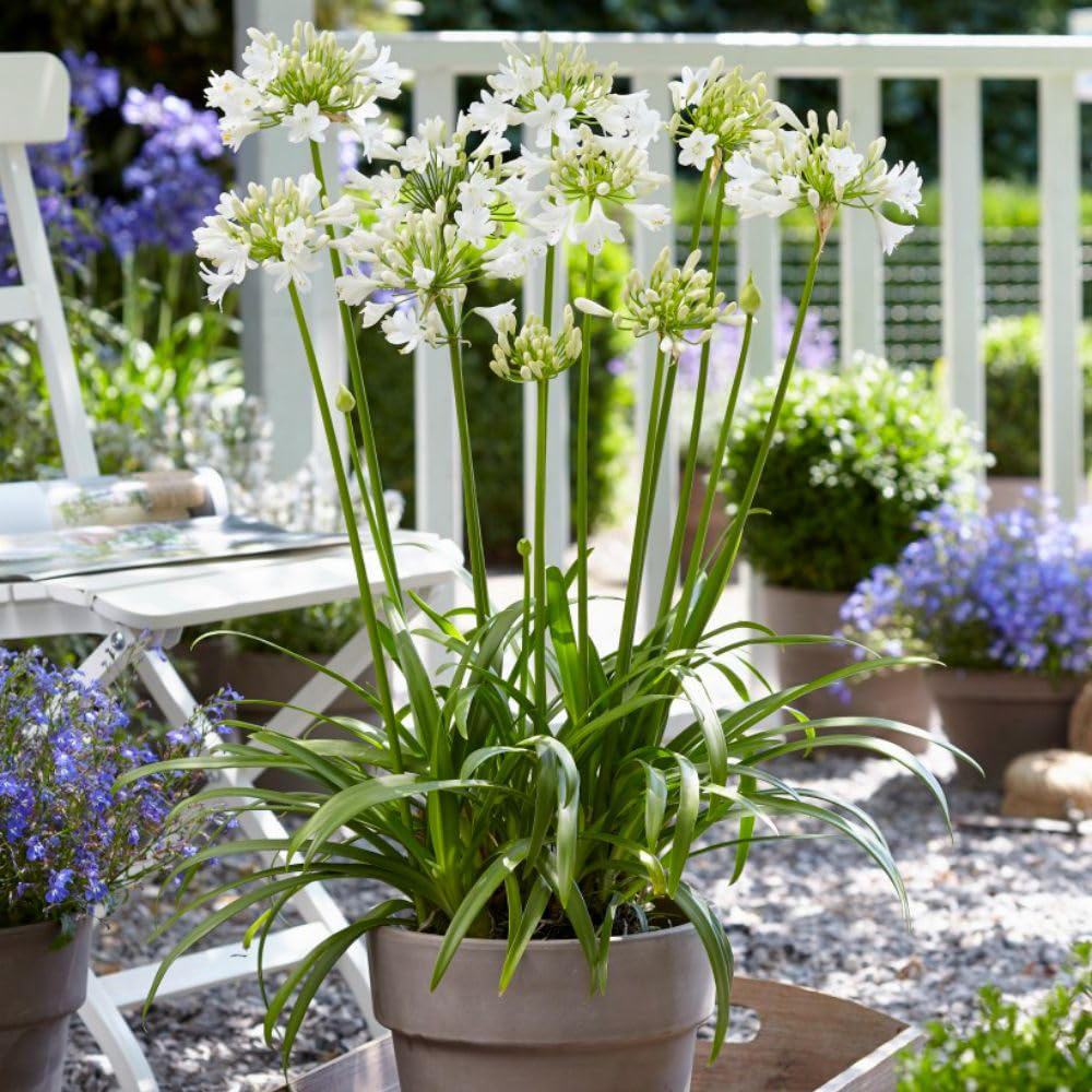 Thompson and Morgan Agapanthus Ever Duo Plant Pot 9cm 2 Pack Image 5