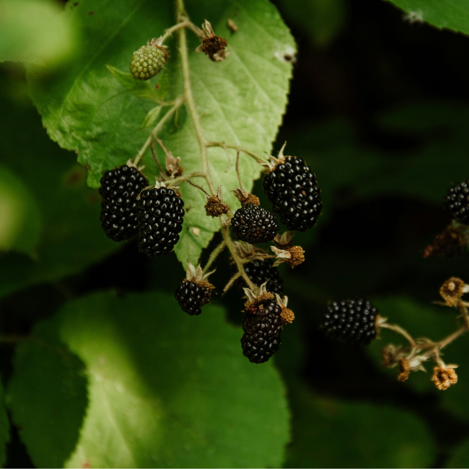 Blackberry Plant Image 1