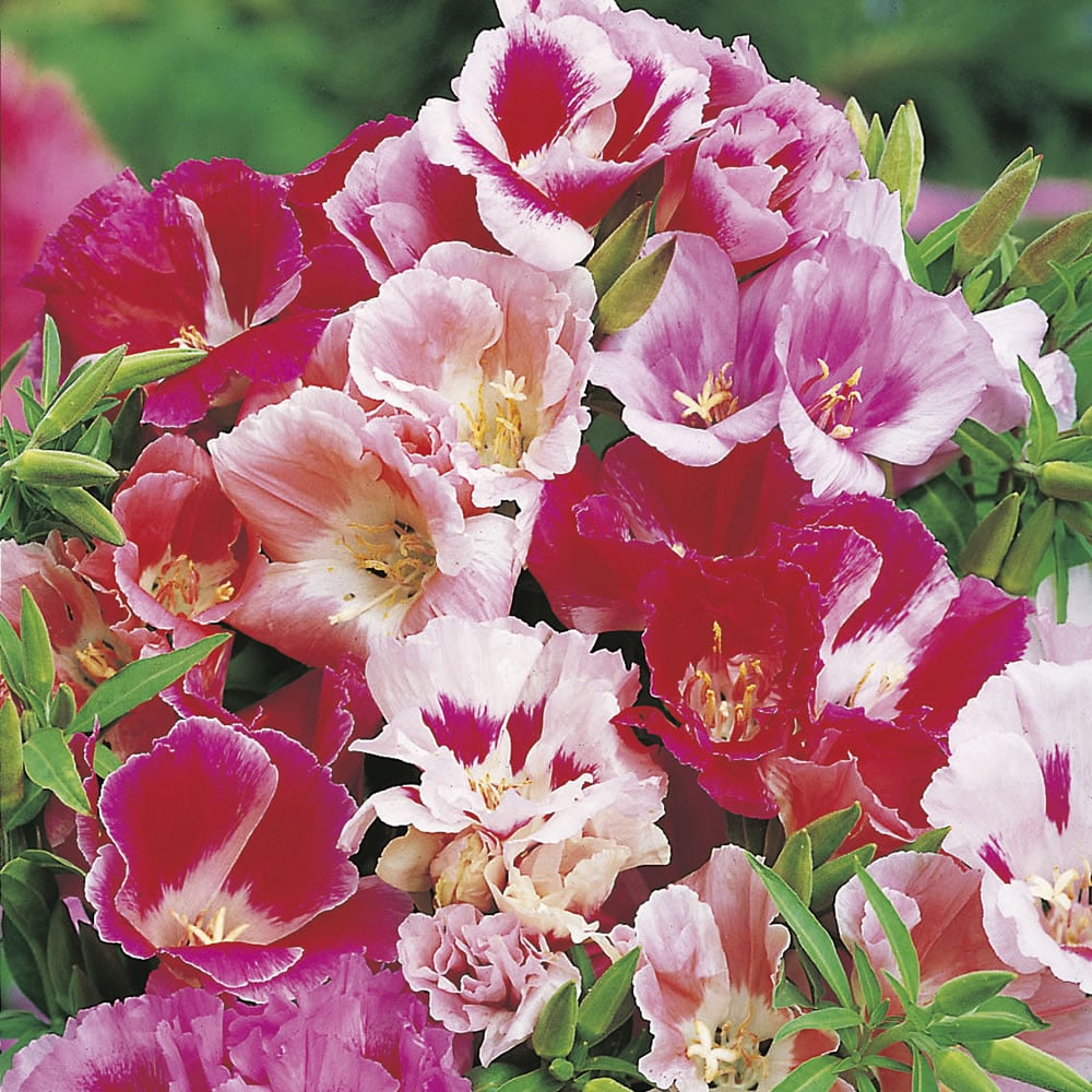 Johnsons Godetia Azalea Mix Flower Seeds Image 1