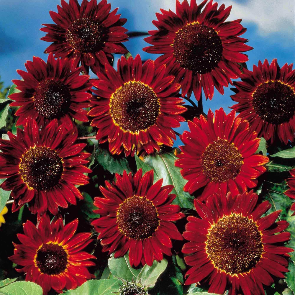 Thompson and Morgan Sunflower Ruby Sunset Seeds Image 1