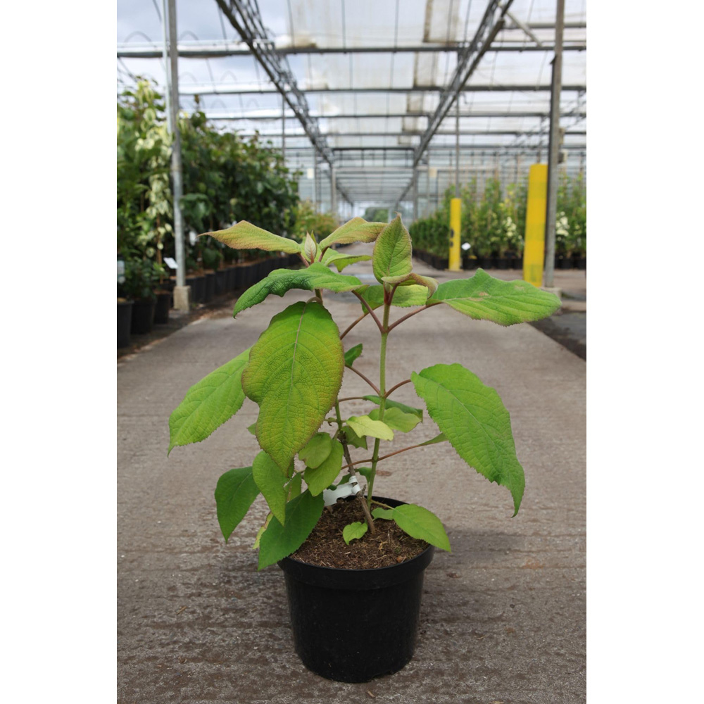 Thompson & Morgan Hydrangea Aspera Goldrush Plant Pot 7.5L Image 2