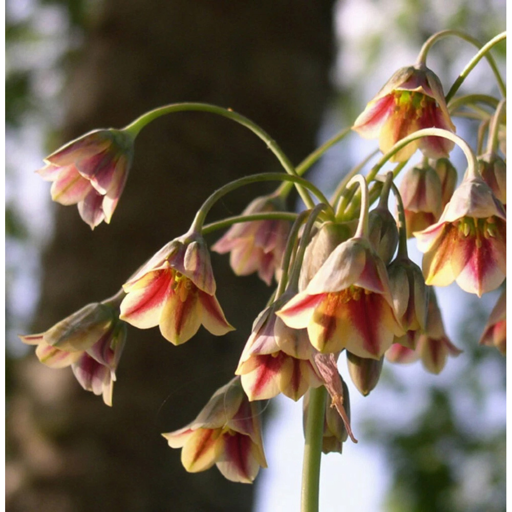 Thompson and Morgan Nectaroscordum Siculum Autumn Planting Bulb 20 Pack Image 5