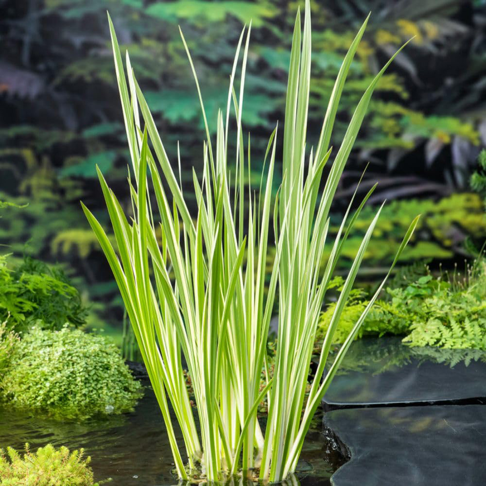 Thompson & Morgan Acorus Calamus Variegata Plant Pot 9cm Image 1