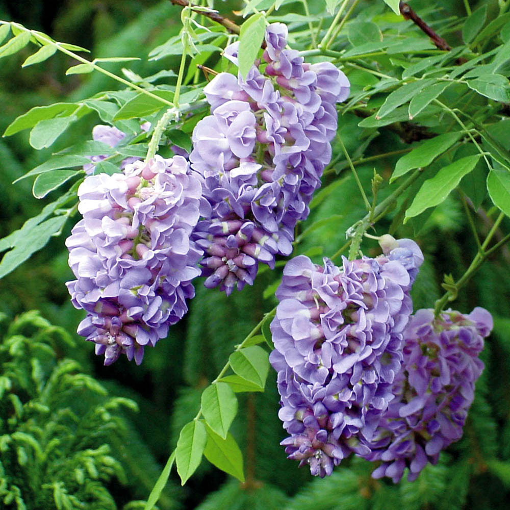 wilko Wisteria Amethyst Falls Plant Pot Image 2