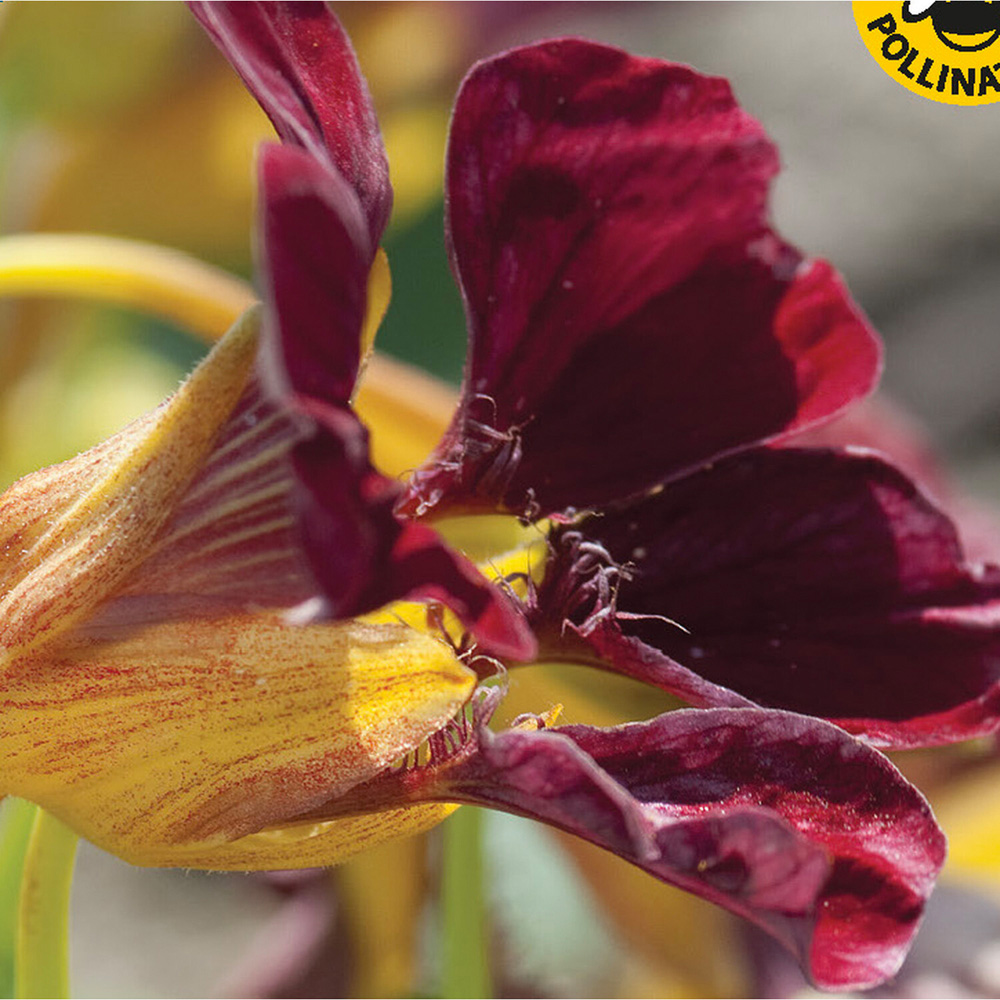 Pack of Nasturtium Purple Emperor Flower Seeds Image 2