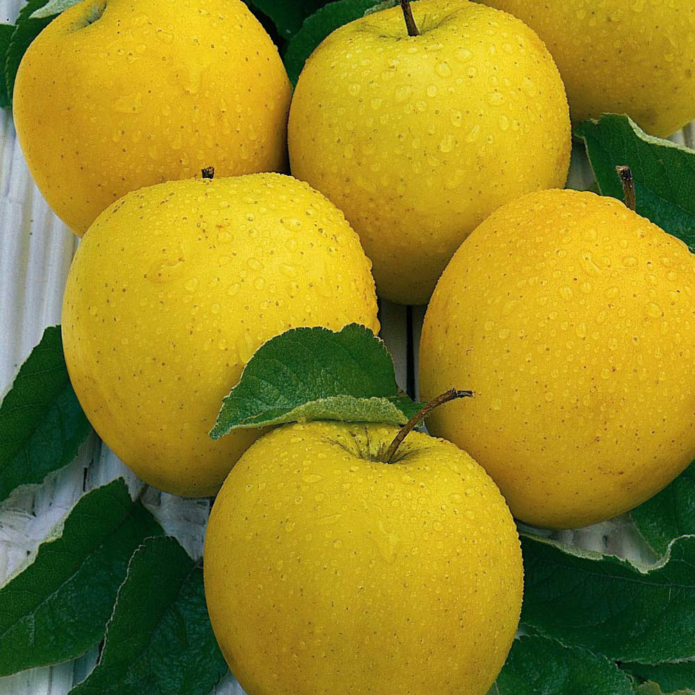 Thompson and Morgan Mini Fruit Collection Plant Pot 9cm 5 Pack Image 3