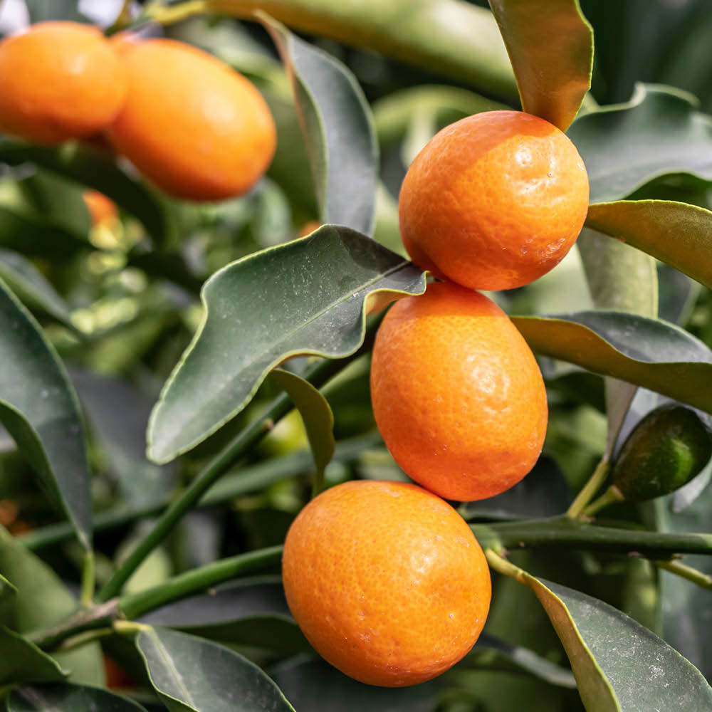 YouGarden Citrus Kumquat Tree in Pot Image 1