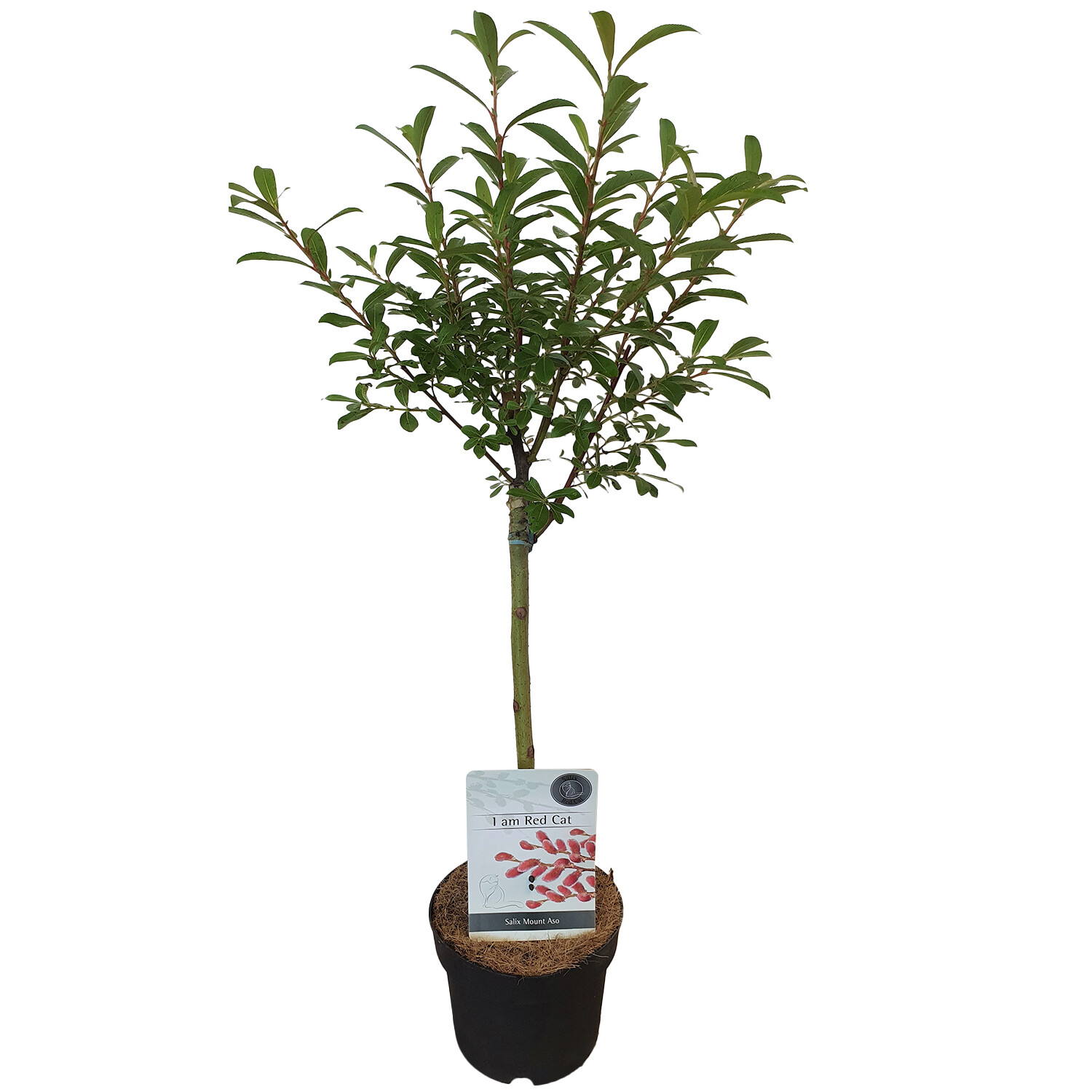 Salix Mount Aso - Pink Image