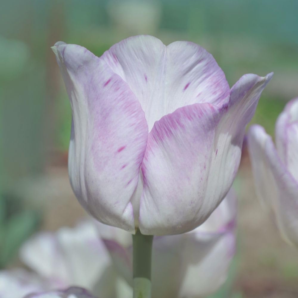 Thompson and Morgan Tulip Shirley Planting Bulb 16 Pack Image 2