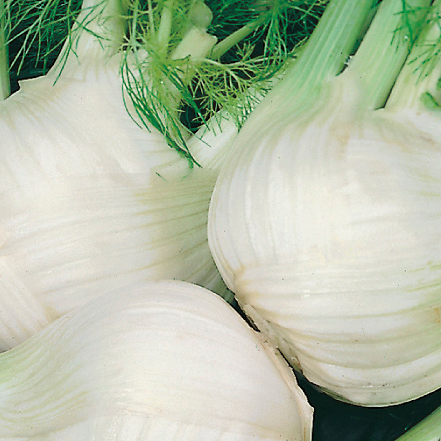 Johnsons Florence Chiarino Fennel Seeds Image 1