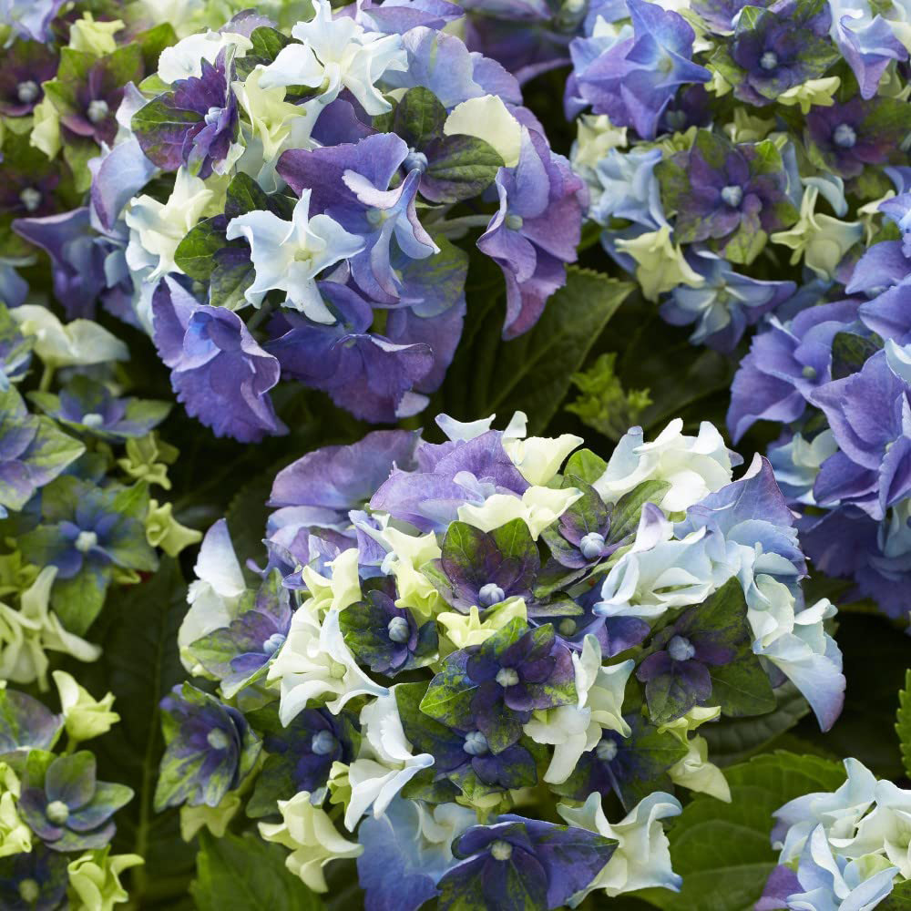 Thompson and Morgan Hydrangea Lady Mata Hari Blue Plant Pot 2L Image 1