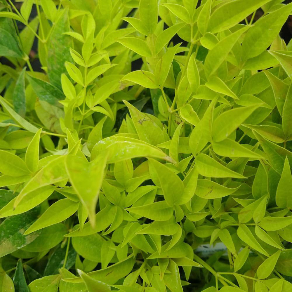 Thompson and Morgan Nandina Duo Plant Pot 9cm 2 Pack Image 7