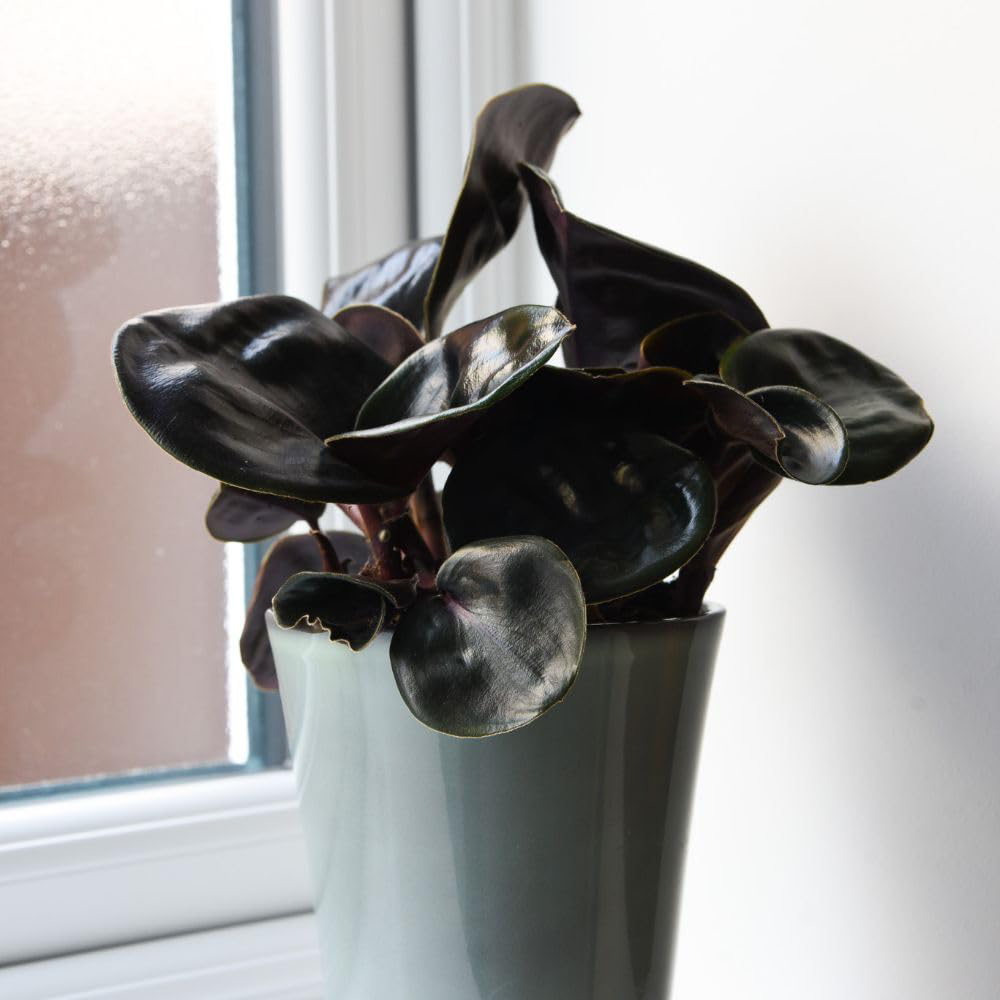 Thompson and Morgan Geogenanthus Ciliatus Midnight Pearl Plant Pot 13cm 2 Pack Image 3